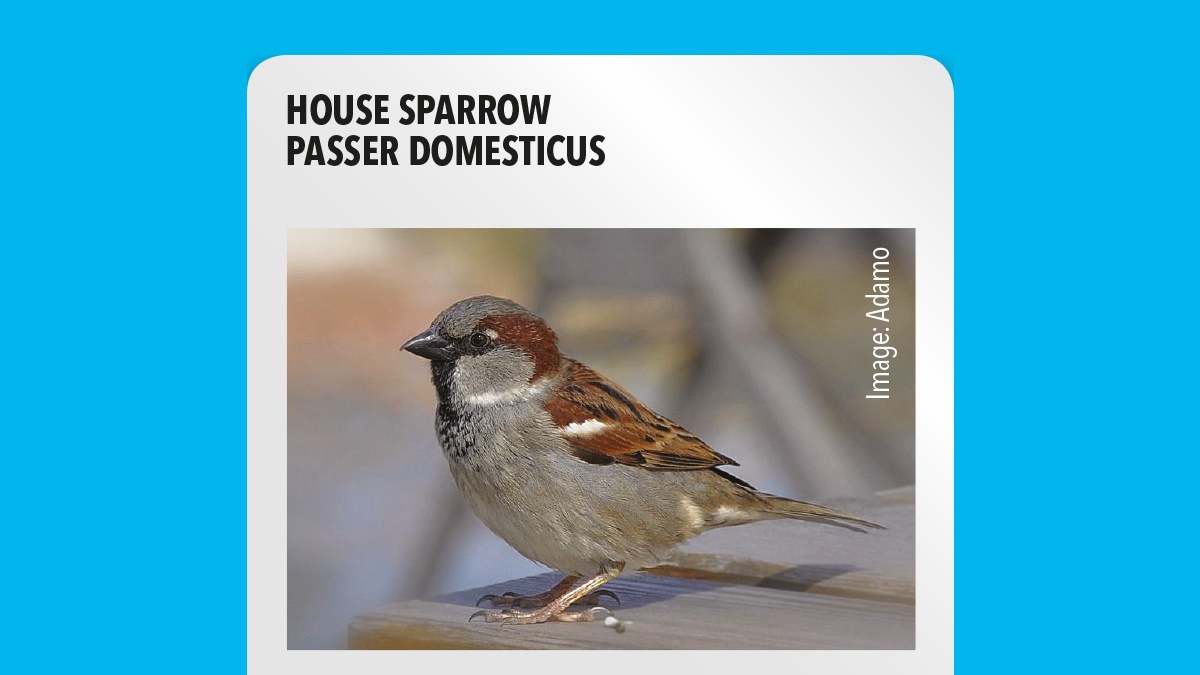 House sparrow Passer Domesticus